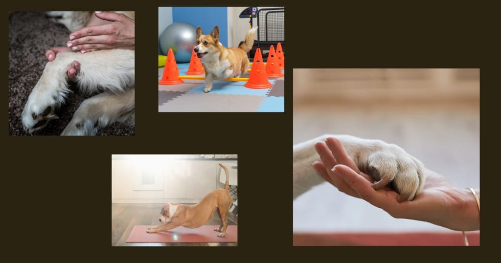 Dogfitness: proč cvičení prospěje i nesportujícímu psovi